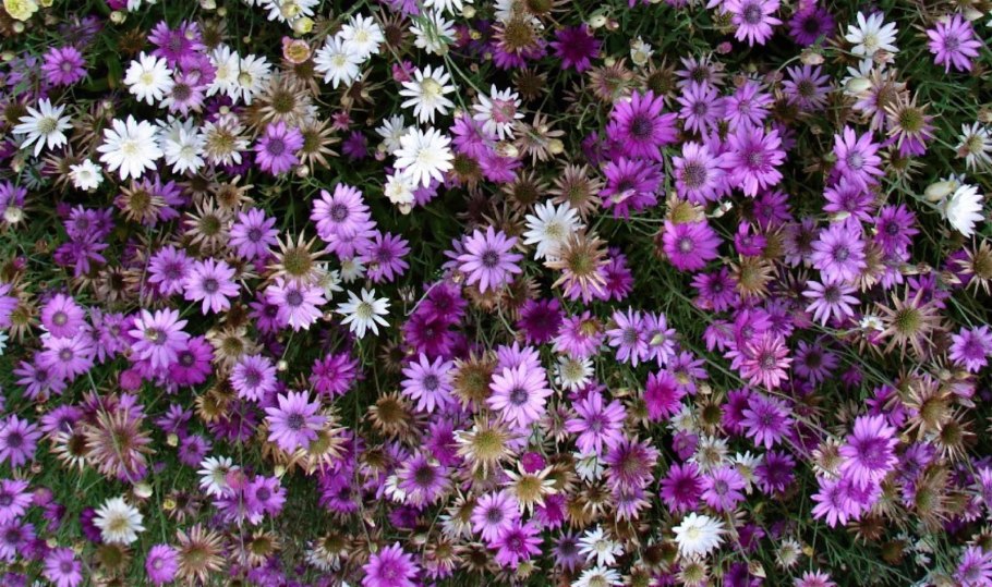 Ксерантемум сухоцветник букет