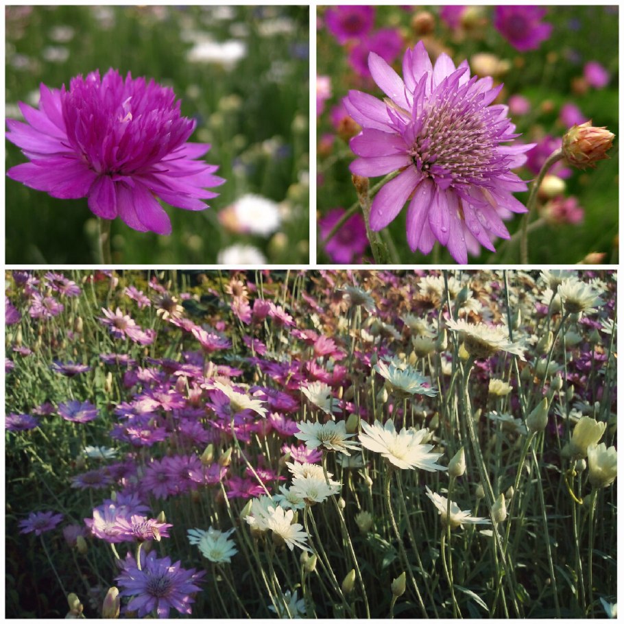 Цветок Донской бессмертник лиловый