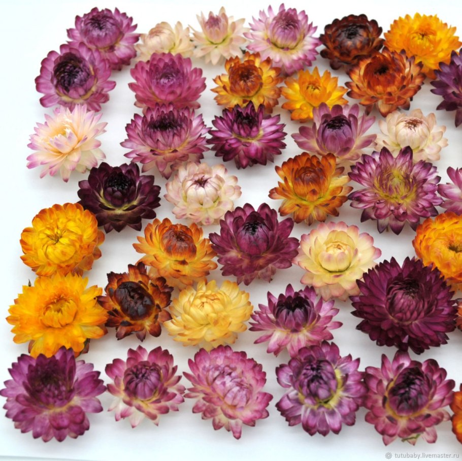 Гелихризум бессмертник сухоцвет