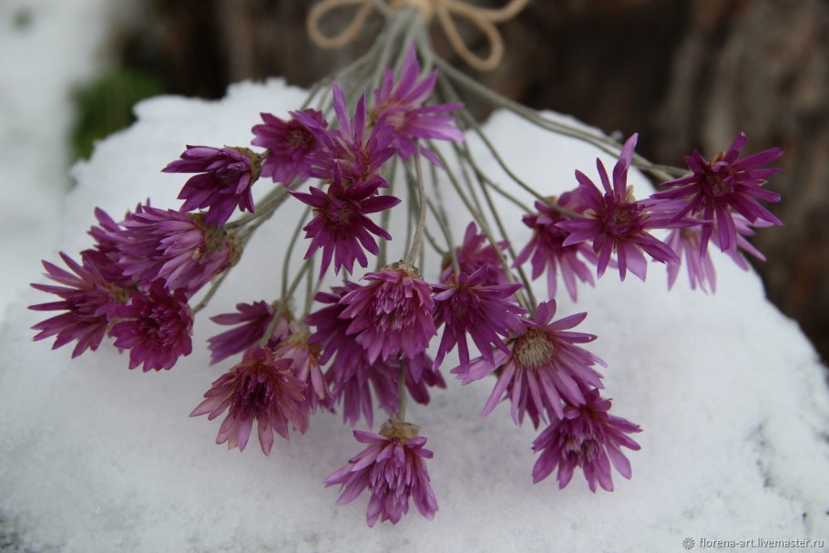 Ксерантемум сухоцветник