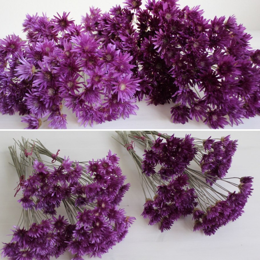 Трава сухоцвета однолетнего