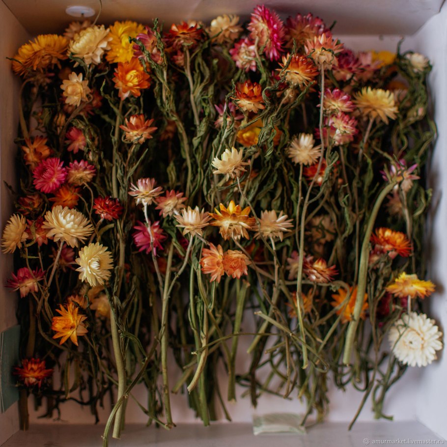 Сухоцвет однолетний бессмертник