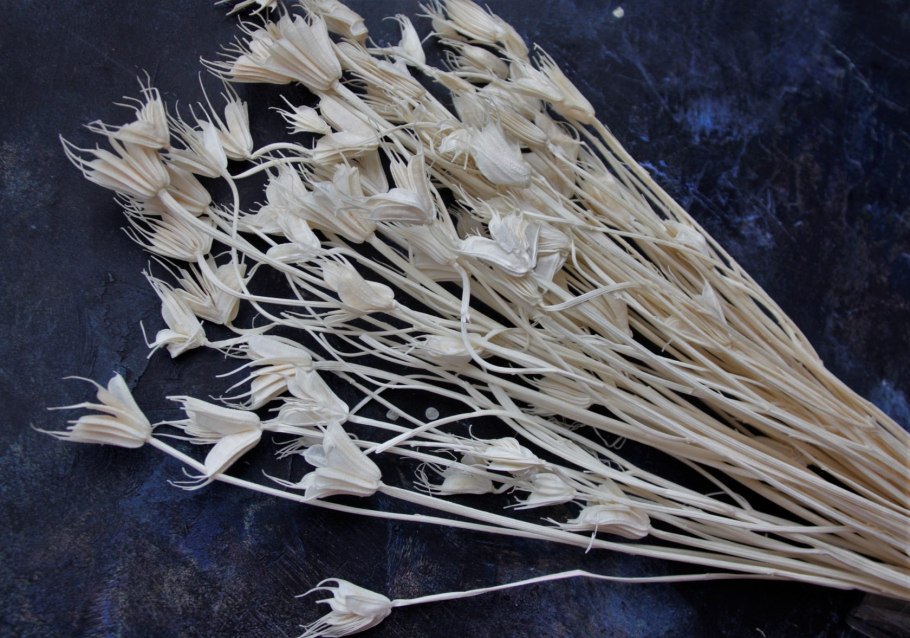 Рассада Ксерантемум