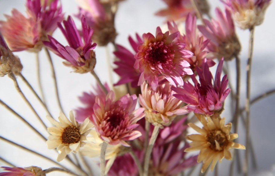 Нигелла Восточная сухоцвет