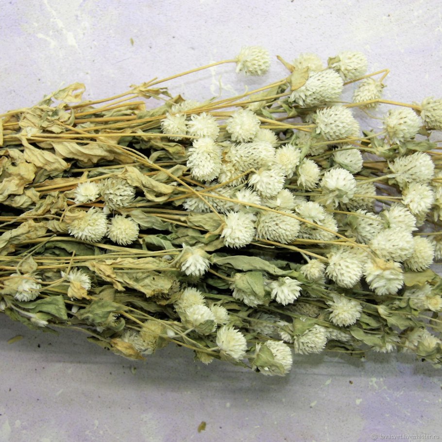 Ксерантемум бессмертник