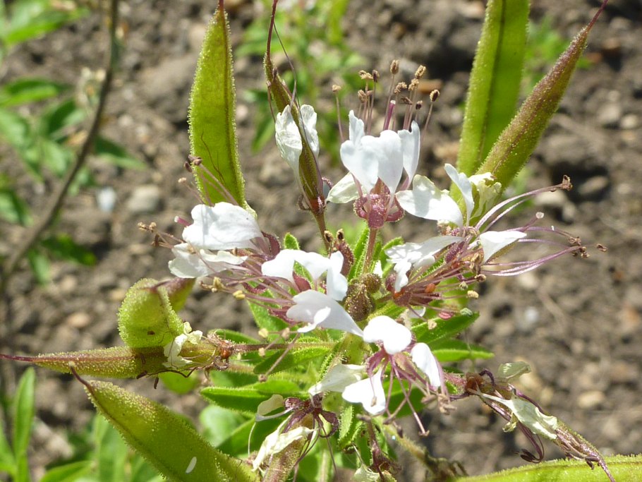 Monilicarpa Capparaceae
