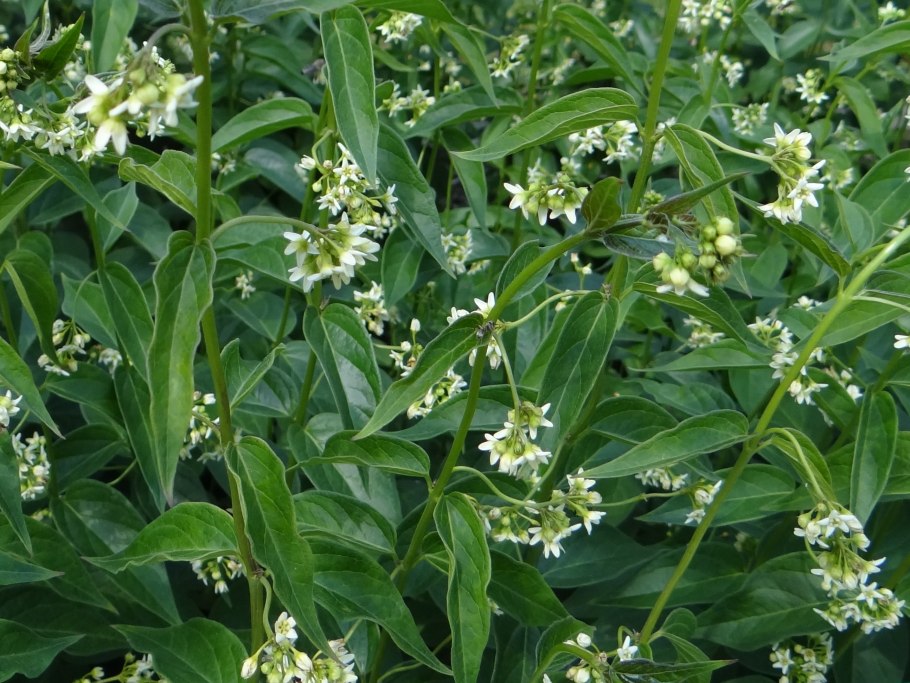 Ластовень Степной