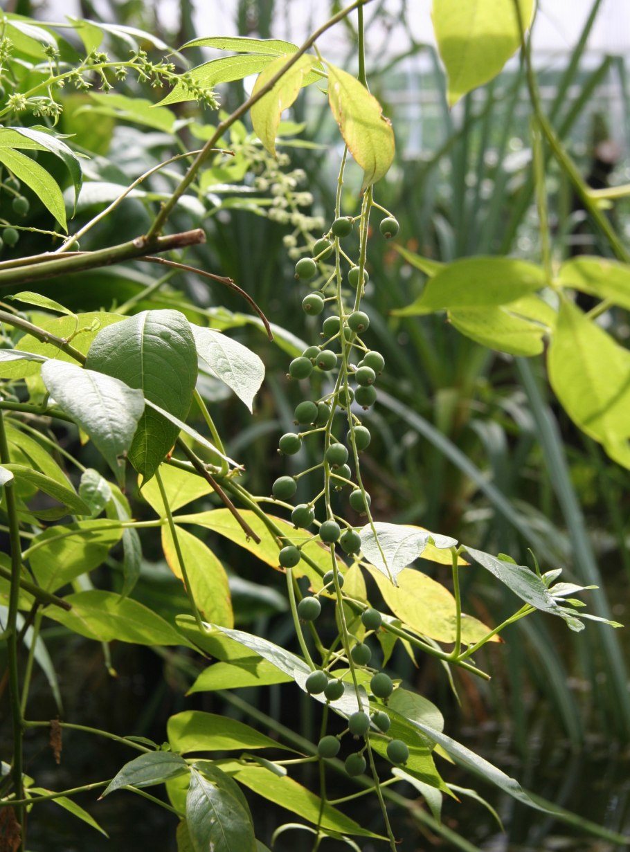 Симон растение