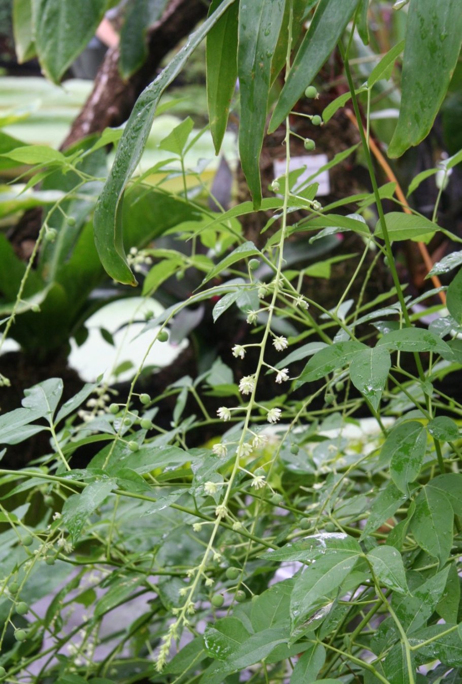 Товариевые