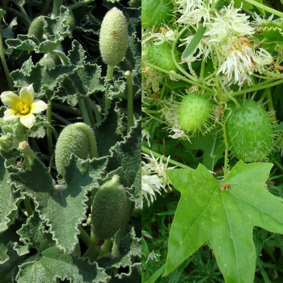 Эхиноцистис бешеный огурец