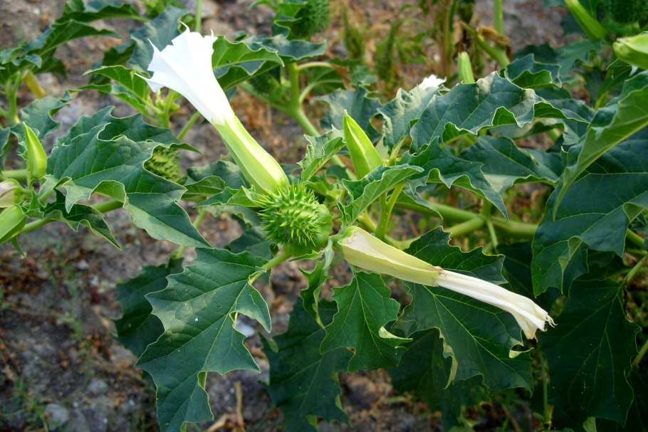 Скополамин семена