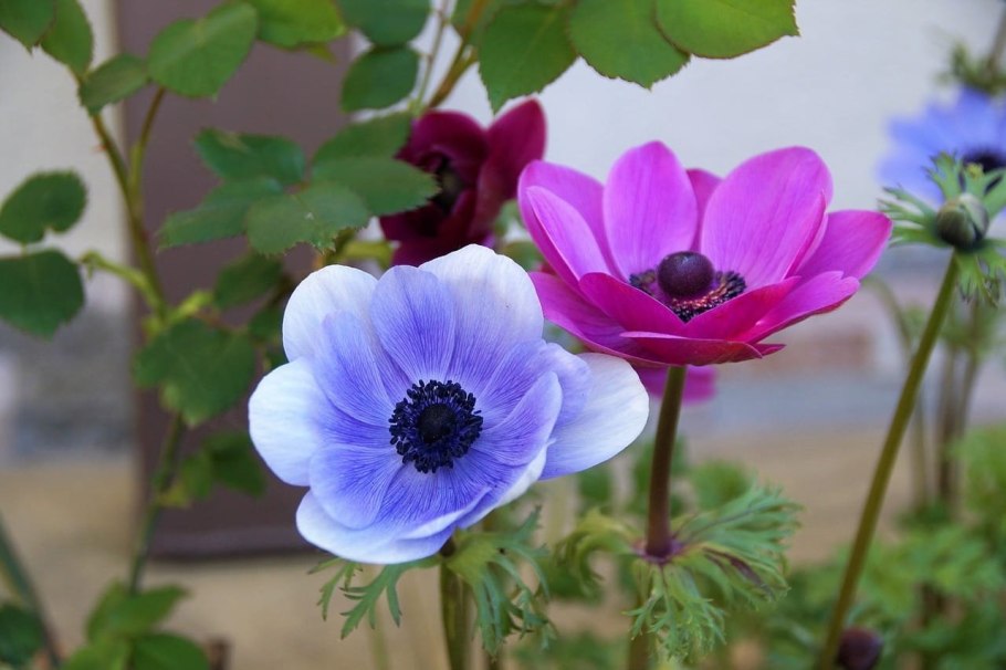 Анемон ветреница японская