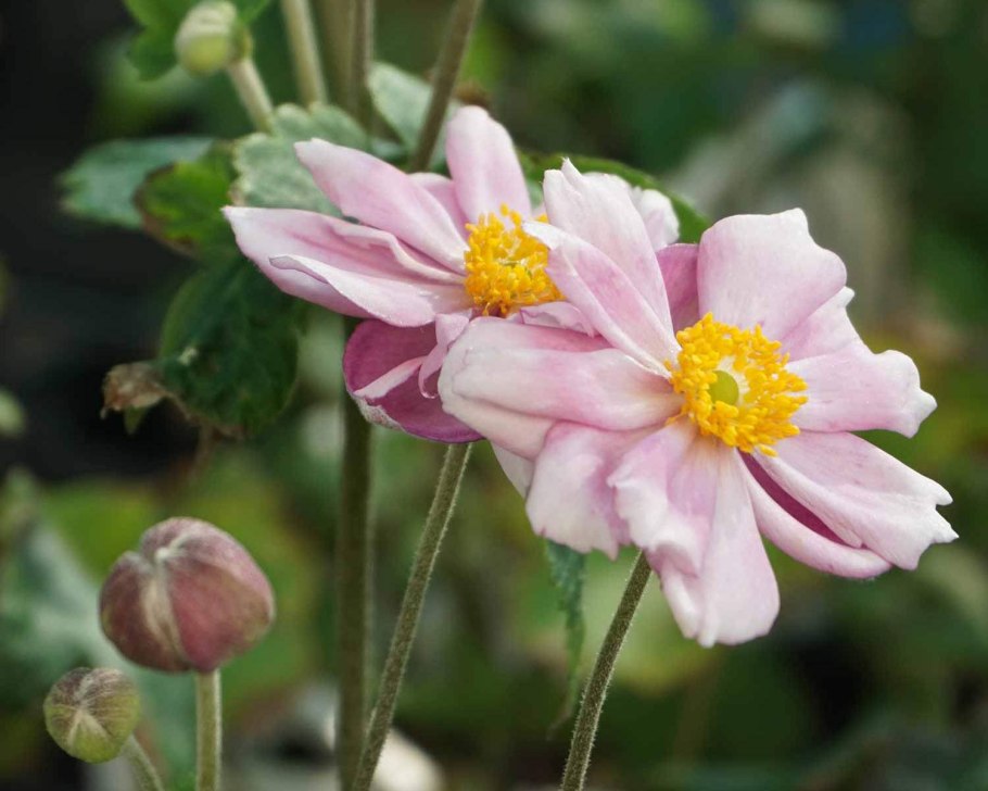 Ветреница японская Кёнинг Шарлот