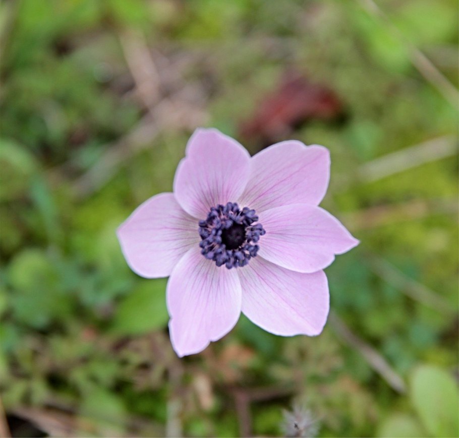 Ветреница Honorine Jobert