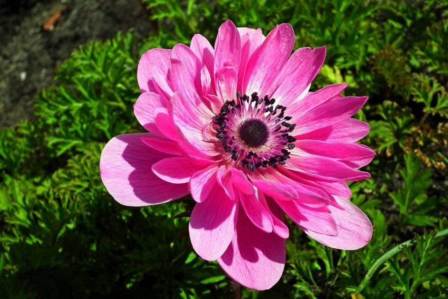 Анемона (ветреница) розовая