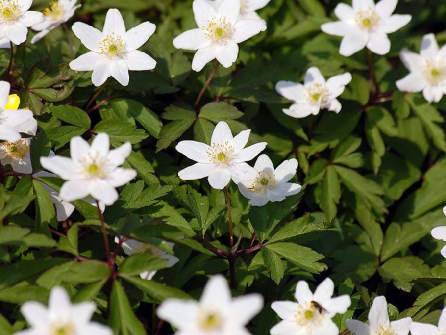 Ветреница махровая дубравная