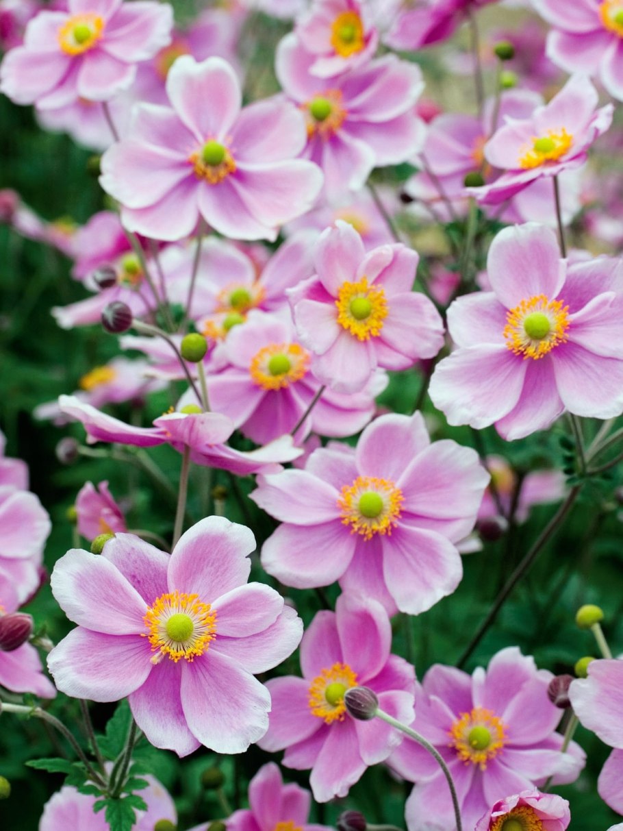 Анемона "Margarete" (Anemone)