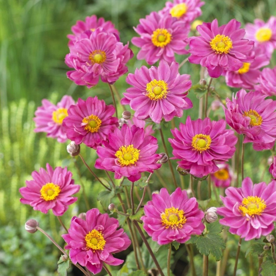 Анемона многолетняя японская