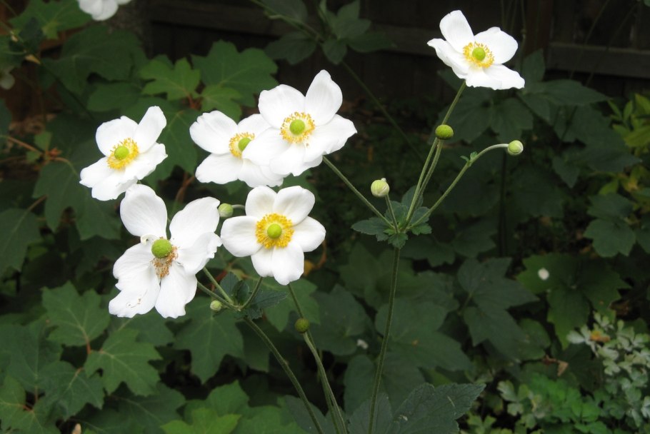 Анемона гибридная honorine jobert