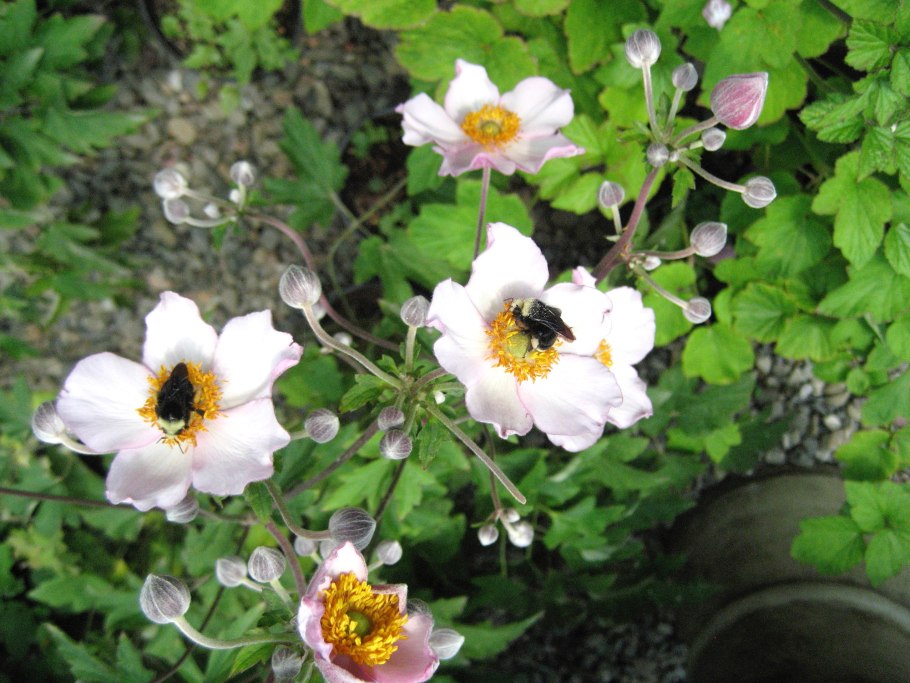 Ruffled Swan анемона гибридная