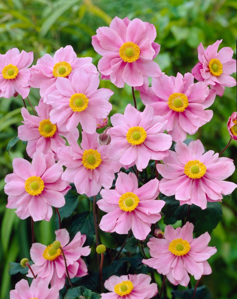 Анемона Pamina