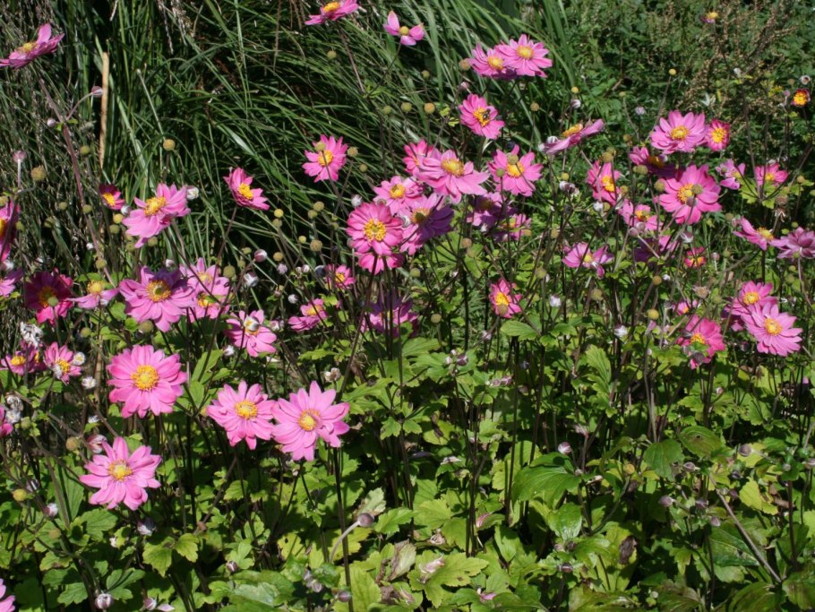 Анемона японская pamina