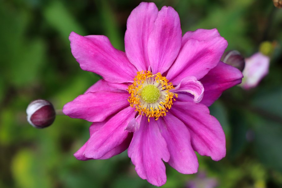 Анемона  prinz heinrich (anemone)
