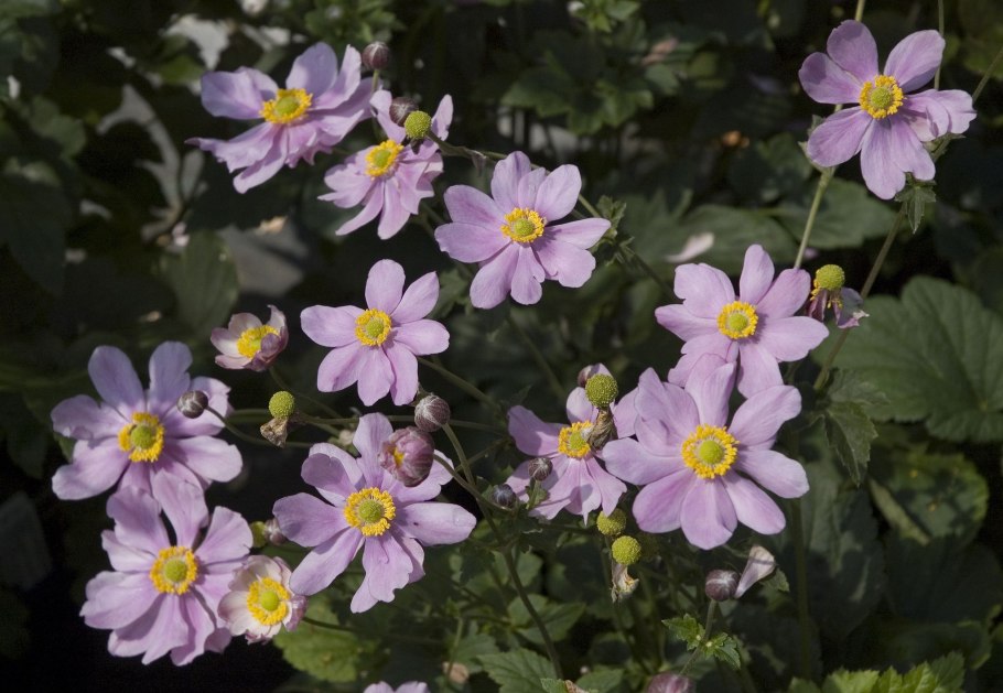 Ветреница липсиенсис