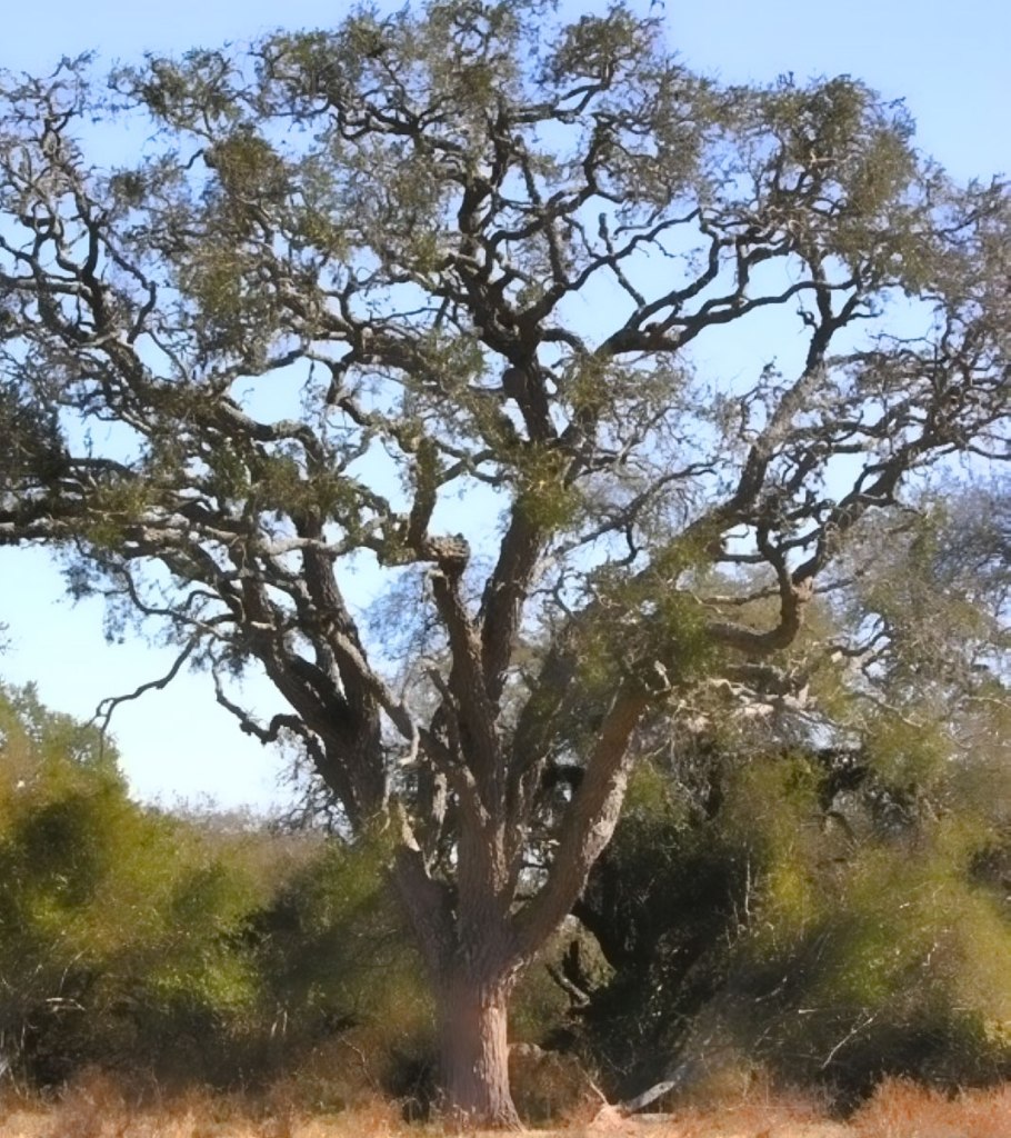 Кебраччо Южной Америки