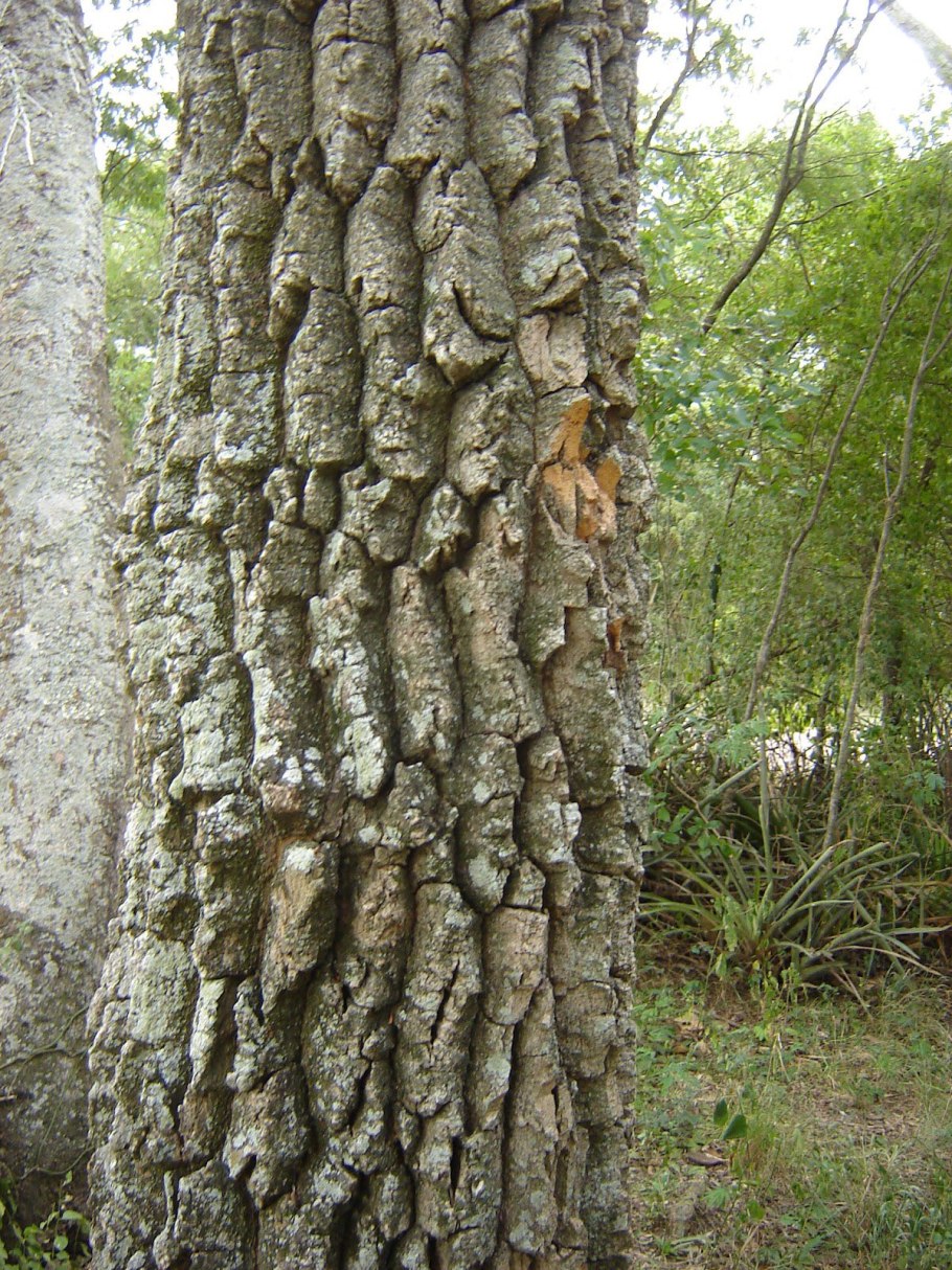 Дерево кебрачо в Южной Америке