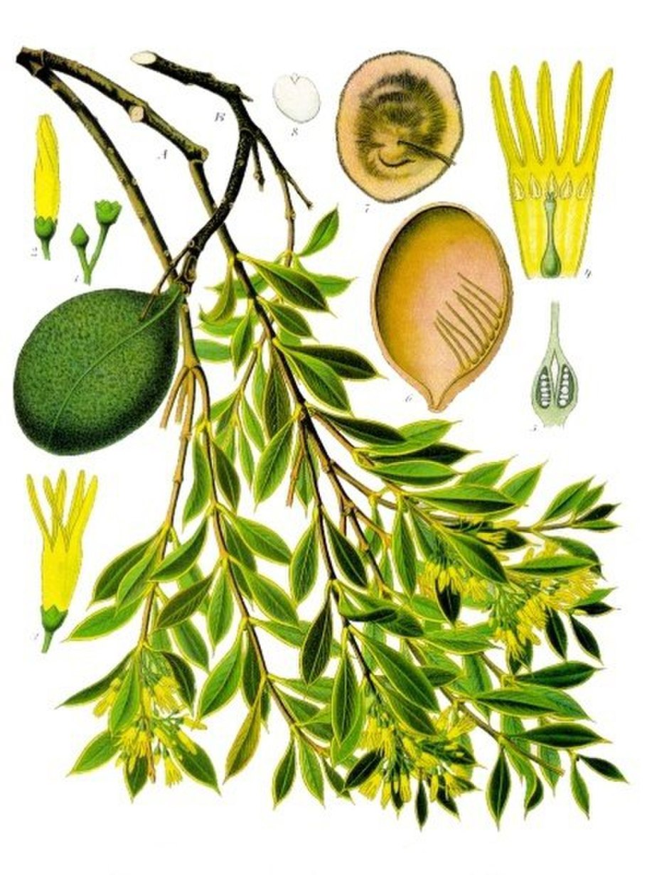 Аспидосперма