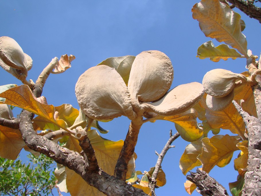 Альгарробо дерево