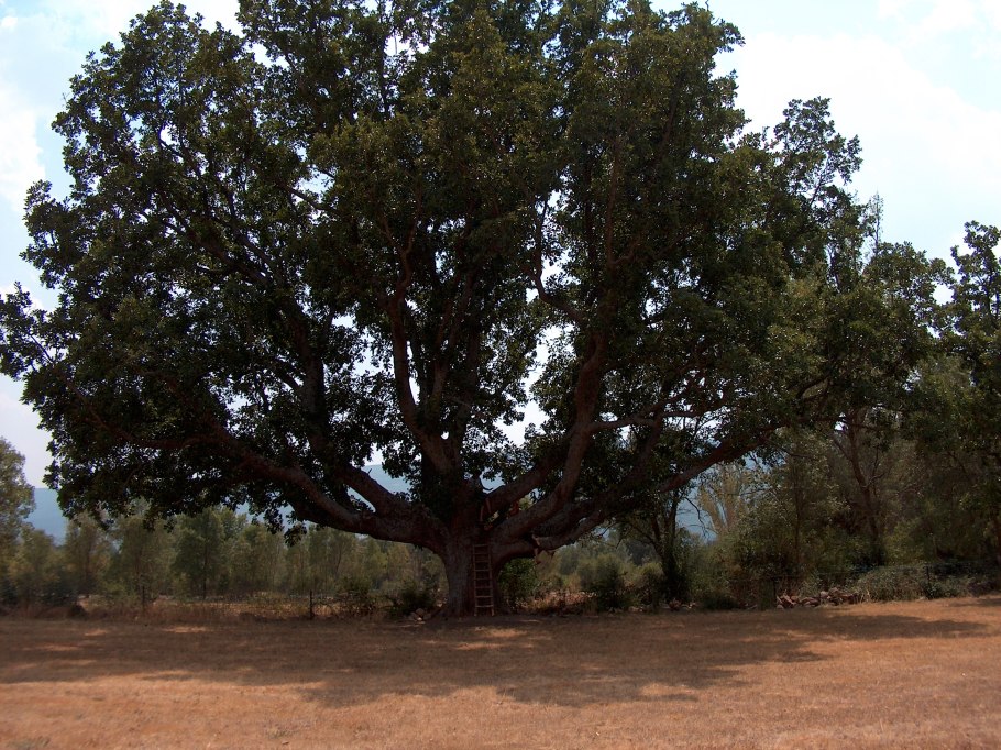 Пьяные деревья Palo Borracho