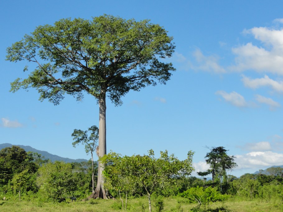 Tieghemella heckelii Tree