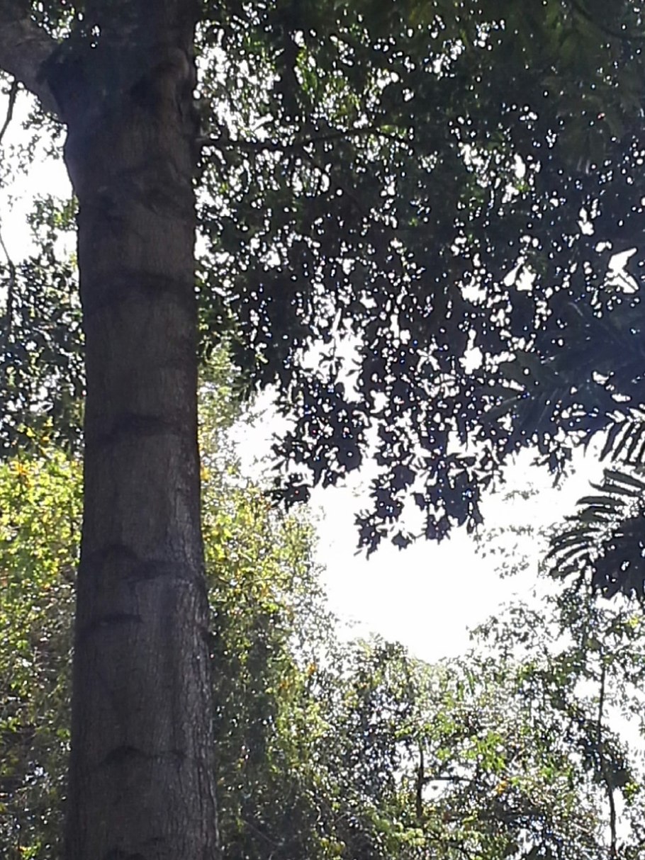 Сейба в Южной Америке