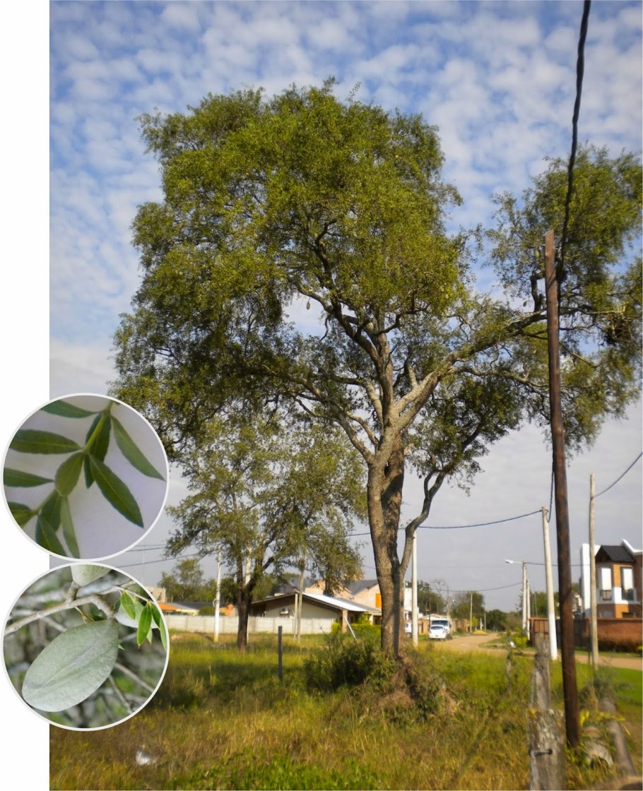 Дерево квебрахо в Южной Америке