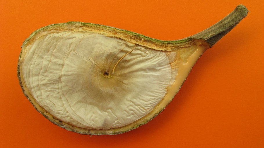 Железное дерево кебрачо