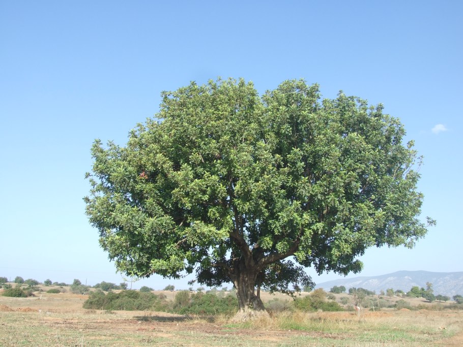 Сухое дерево квебрахо бруски