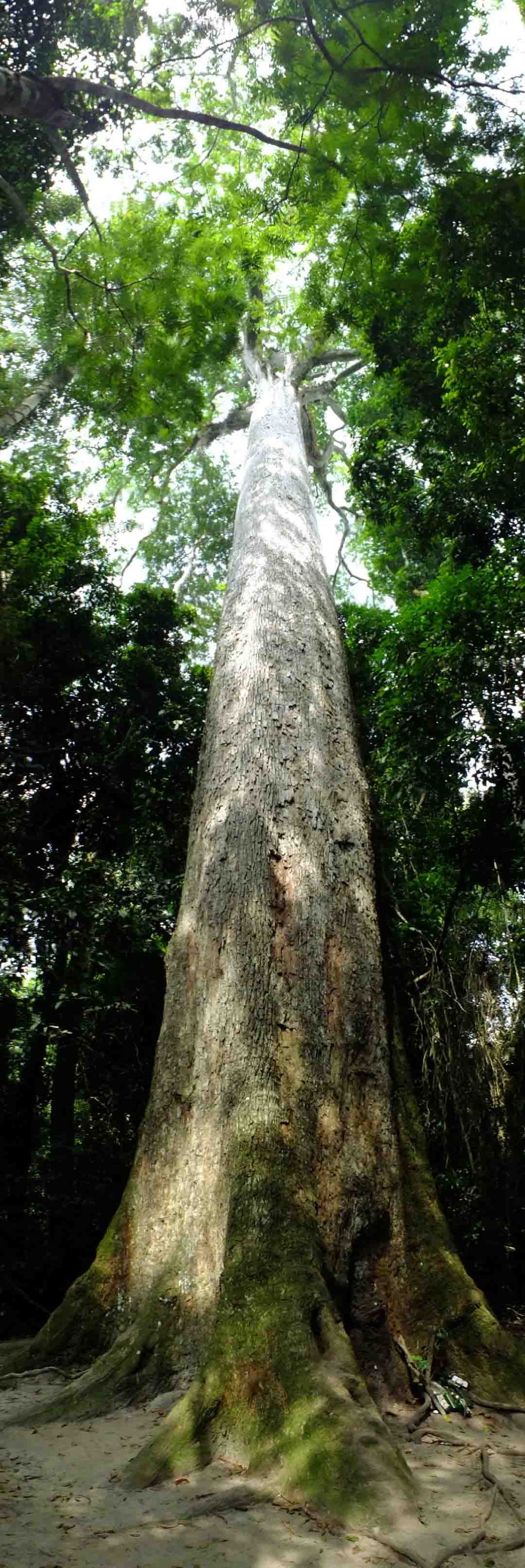 Аргентина Сельва кебрачо