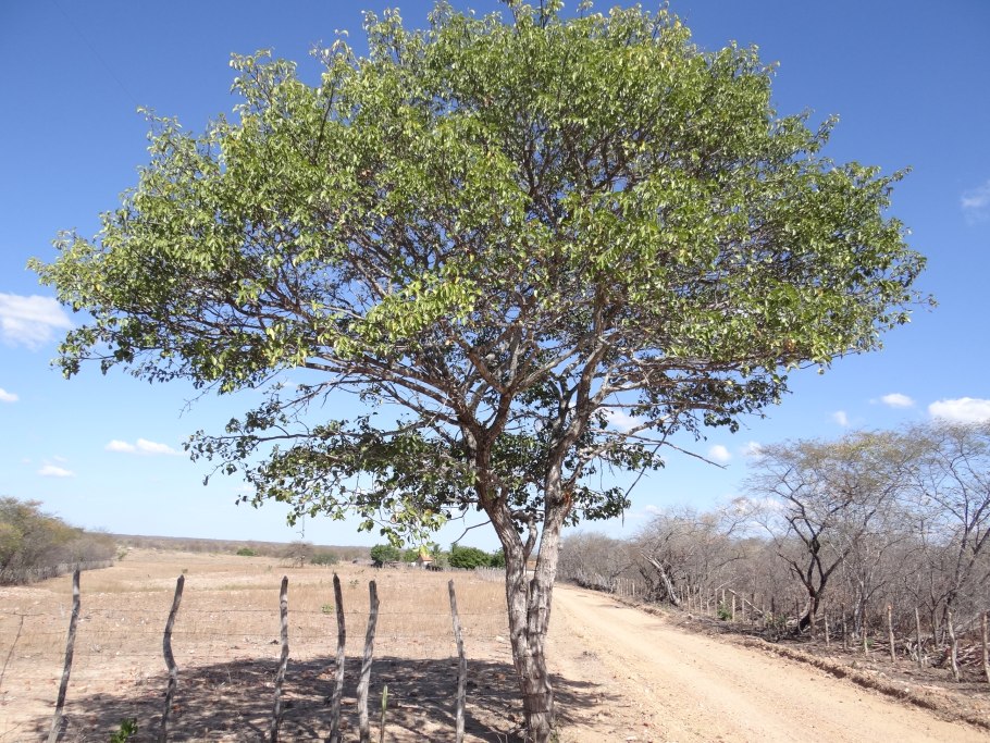 Кебрачо дерево
