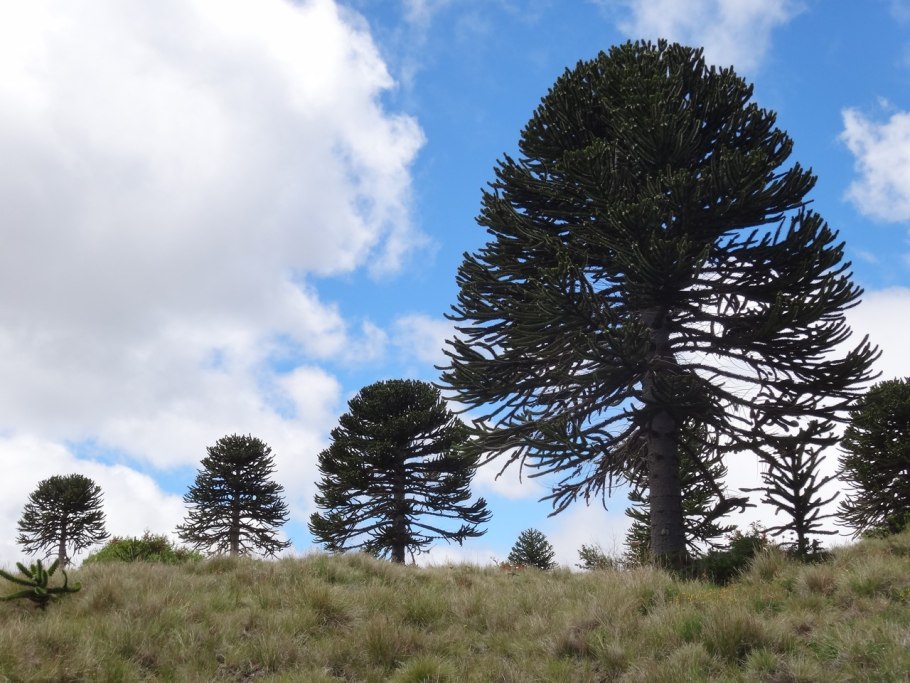 Квебрахо древесина