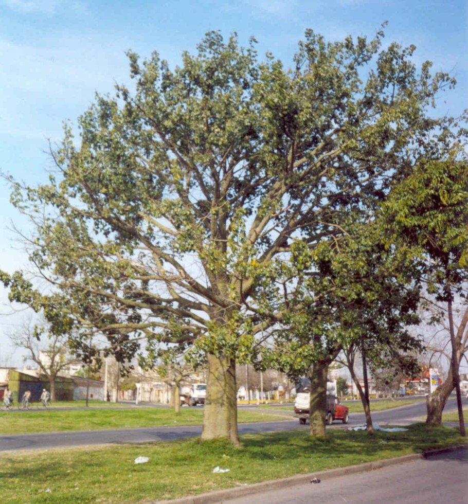 Сухое дерево квебрахо (Колорадо) бруски