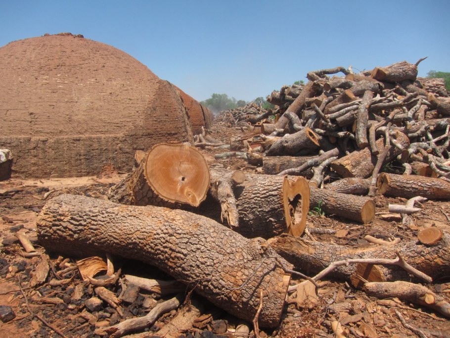 Аспидосперма квебрахо