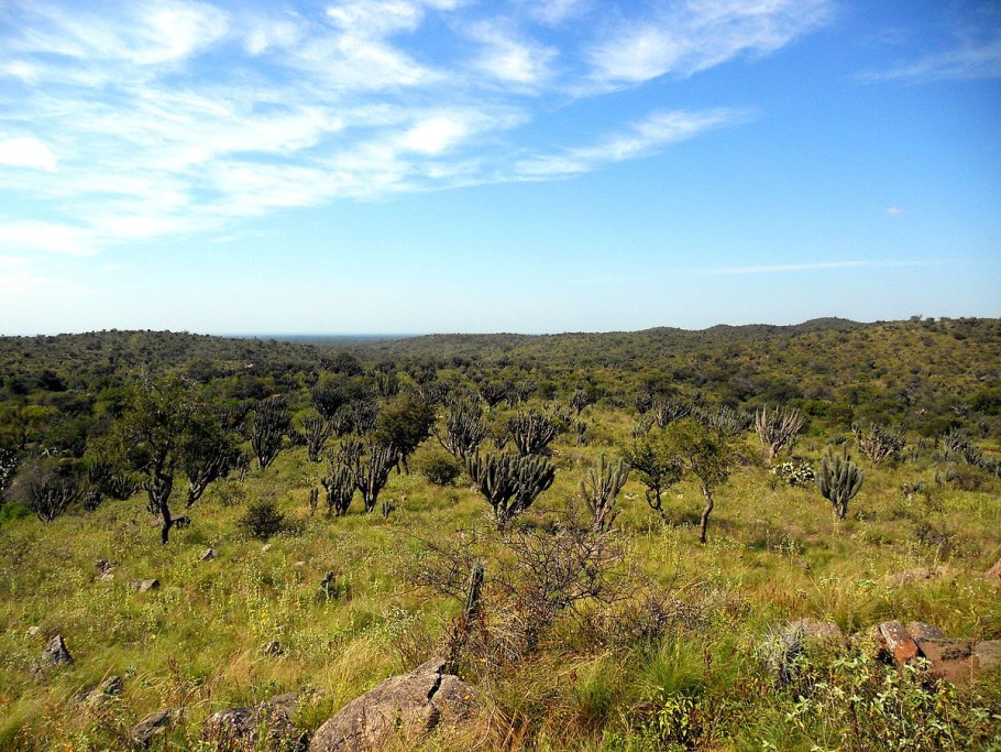 Trees Tieghemella africana giant