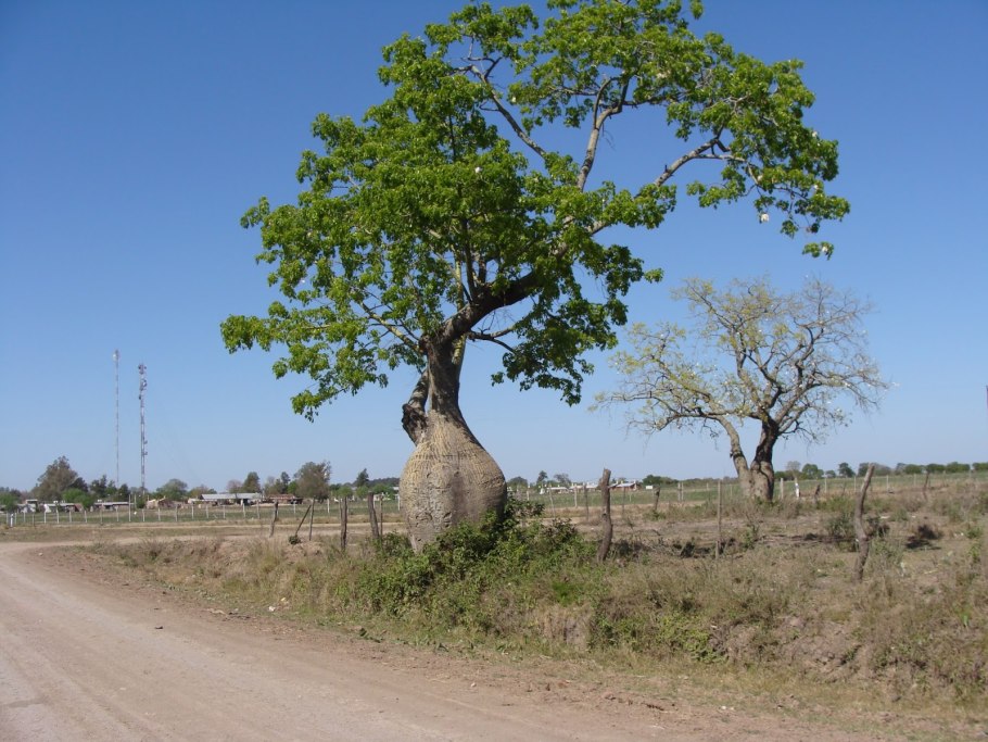 ООО белое дерево