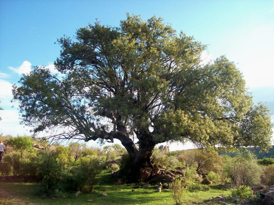 Кебрачо айкидо
