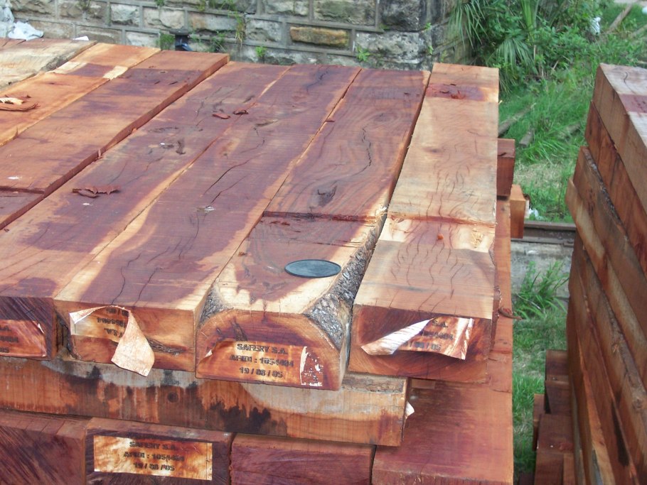 Aspidosperma polyneuron