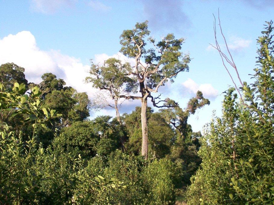 Кебрачо дерево