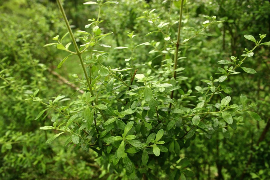 Чабер огородный