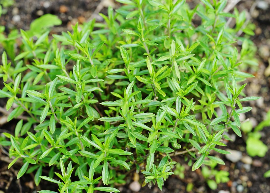 Чабер огородный